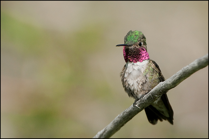 1-colibri.jpg