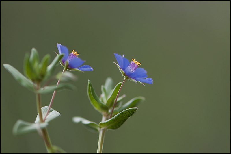 6-petites bleus.jpg