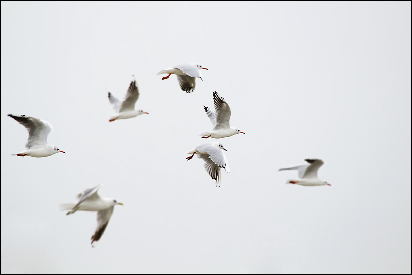 mouette.jpg
