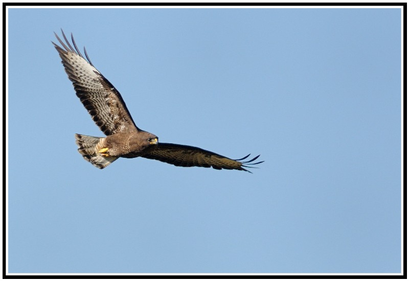 oiseau10.jpg