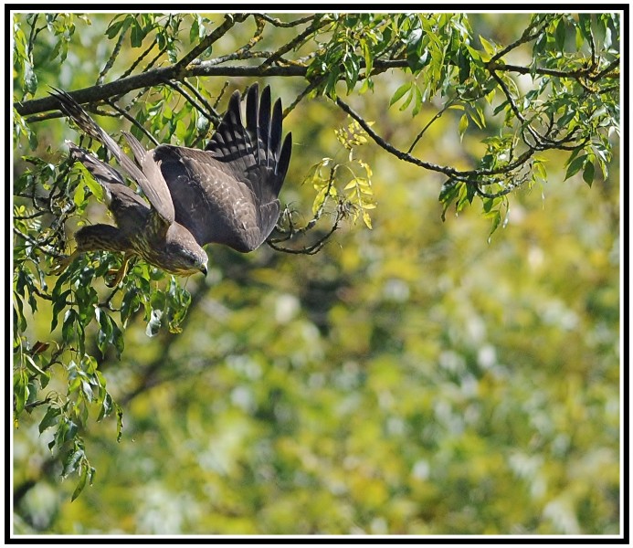 oiseau57.jpg