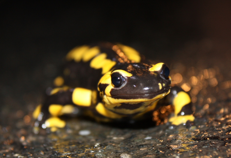 salamandre_0002.JPG