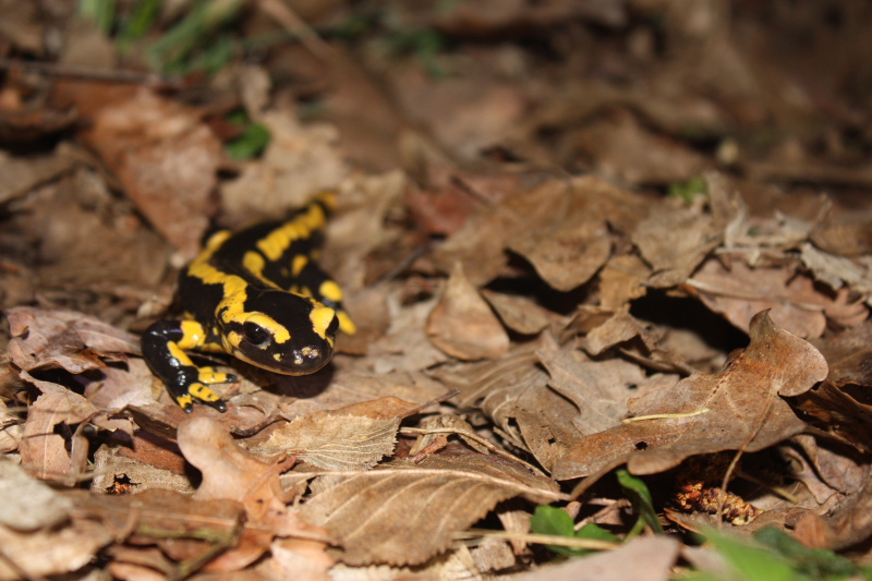 salamandre_0003.JPG