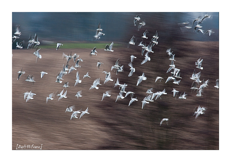 Janvier2011 (1 of 1).jpg