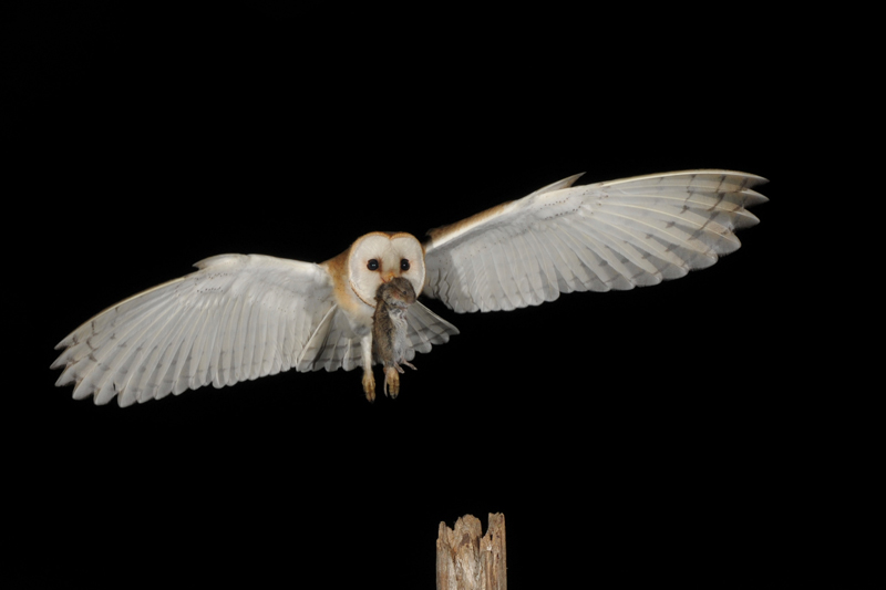 DSC_3373.JPG
