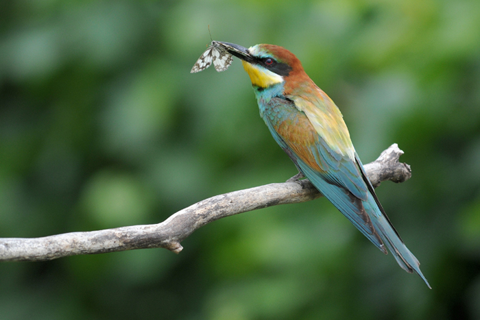 DSC_37891.jpg