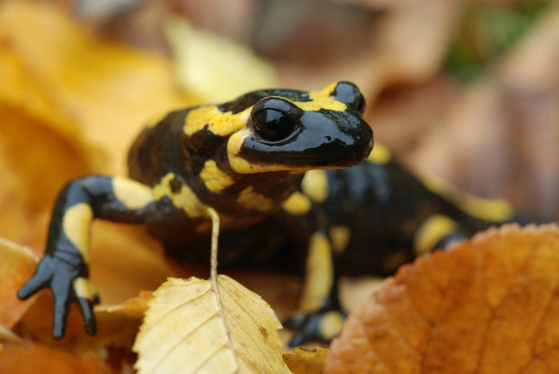 Salamandre 02.jpg