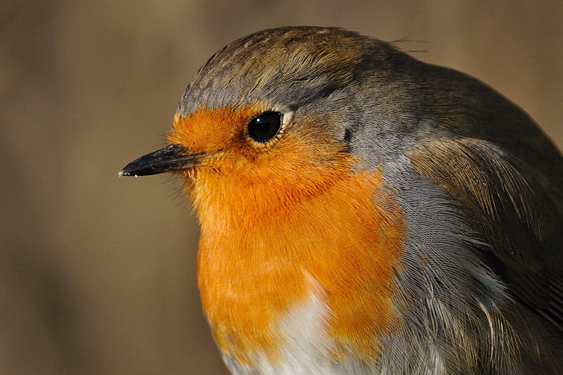 ROBIN_20.jpg