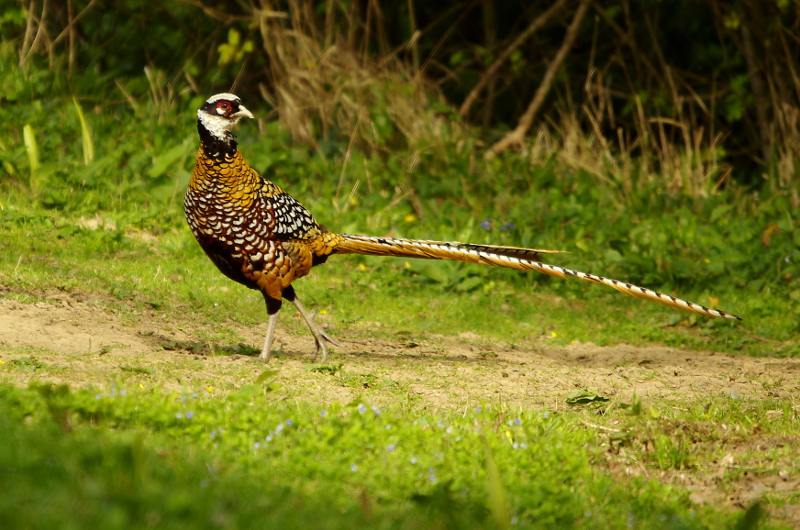 20110413IMGP5753.jpg