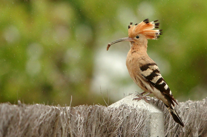 20110516IMGP9719r.jpg