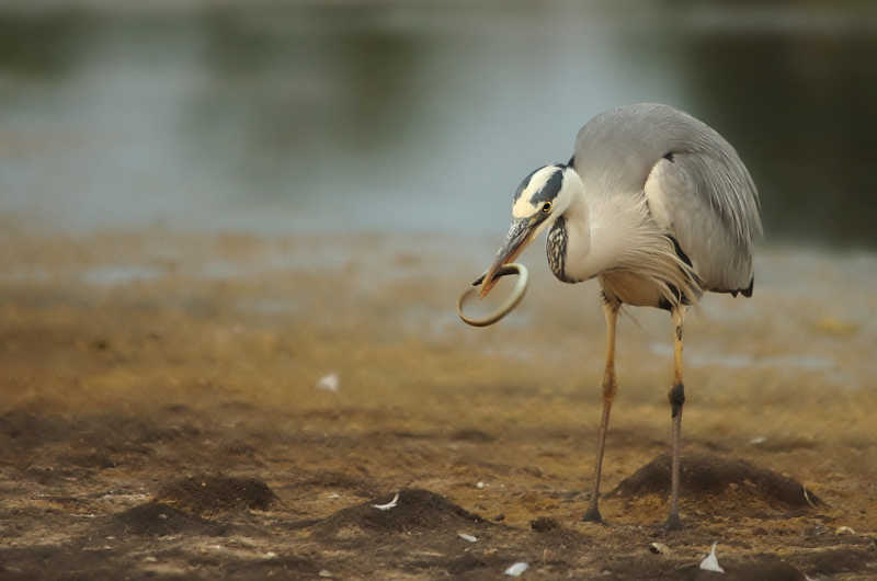 20110603IMGP8155r.jpg