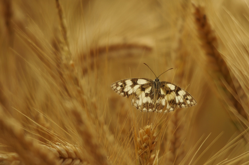 20110624IMGP8751r.jpg