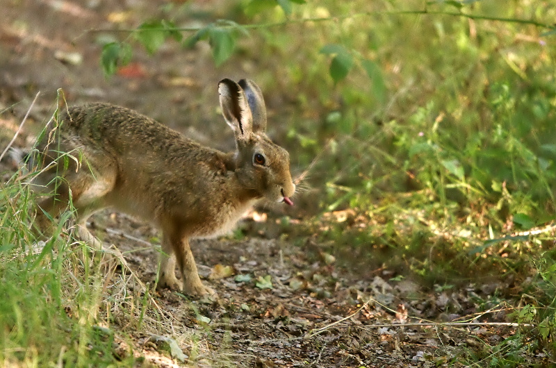 20110702IMGP9219r.jpg