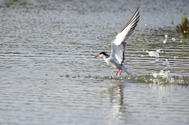 20110820IMGP0866.jpg