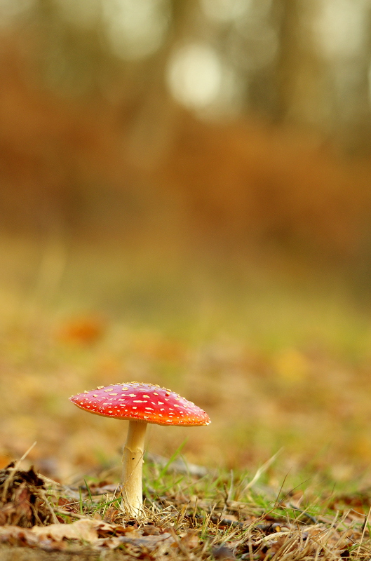 20111212IMGP2229.jpg