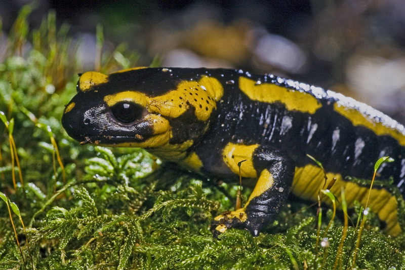 Image 2_Salamandre tachetées.jpg