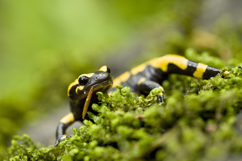 salamandre_2.jpg