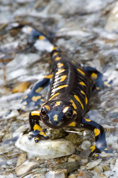 _DSC4156webimagenature.jpg