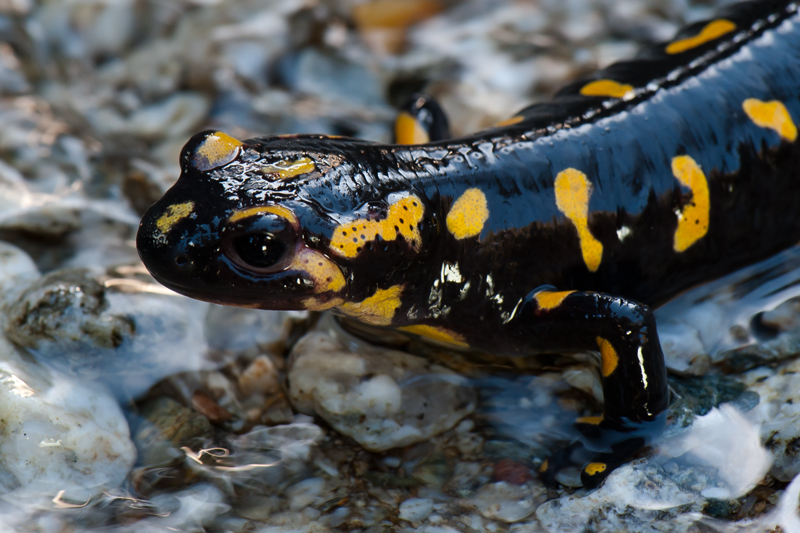 _DSC4149webimagenature.jpg