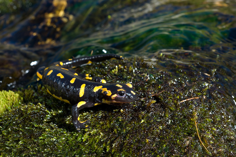 _DSC4199webimagenature.jpg