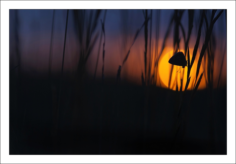 Tequila Sunrise_DSC9133.jpg