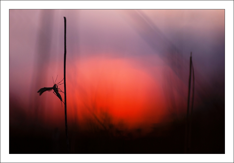 Etre dans le rouge_DSC9144.jpg