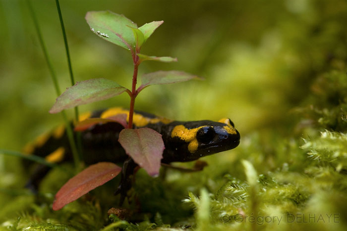_IGP1287 SALAMANDRE.jpg