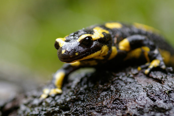 _IGP8888 SALAMANDRE.jpg