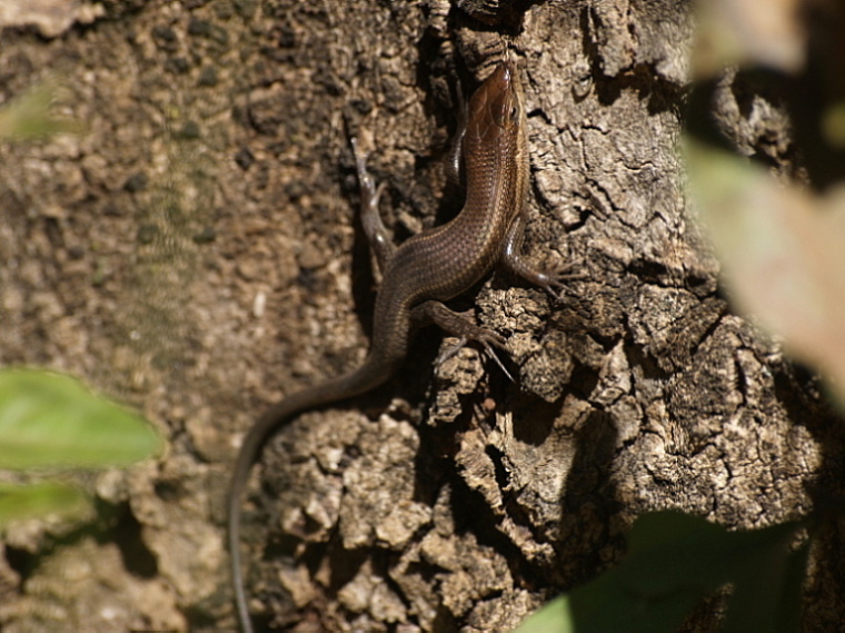 Lézard.JPG