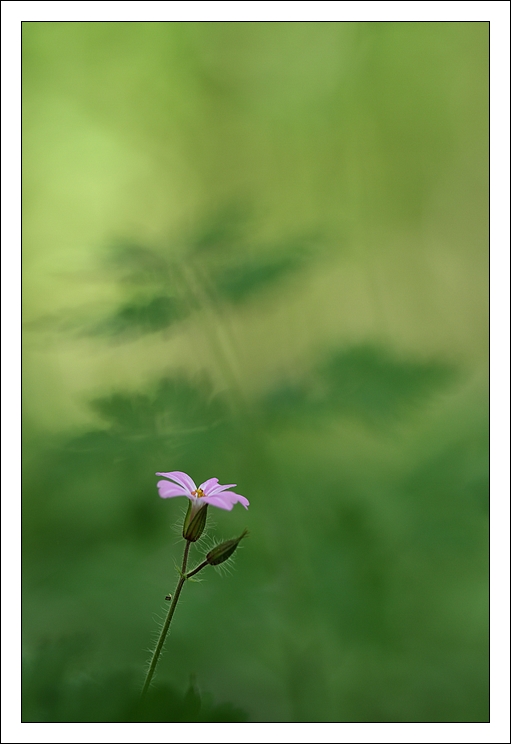 2011 04 10_2491_geranium_web_retro.jpg