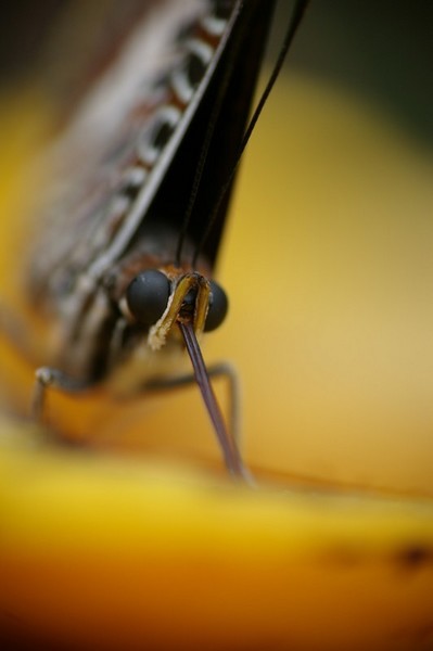 IMGP2443.JPG