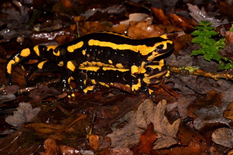 Salamandre_tachetee_accouplemen_CRW_2734_07-01-11.jpg