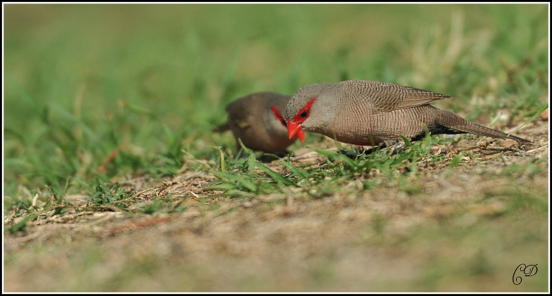 DSC_6051.JPG