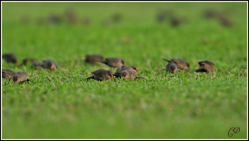 DSC_5979.JPG
