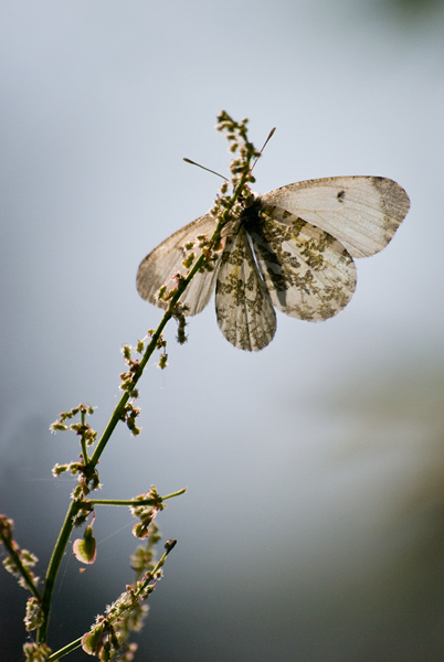 Papillon2JP.jpg