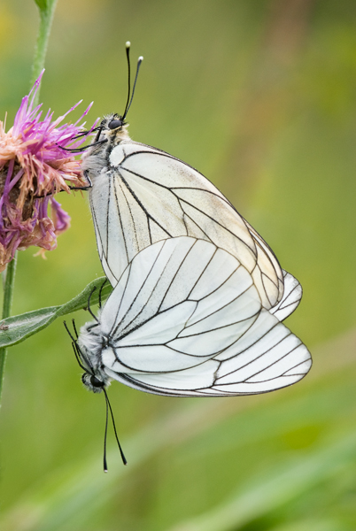 Papillon3JP.jpg