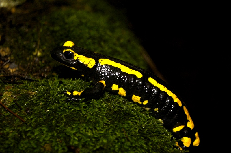 salamandre2-.jpg