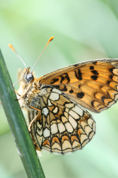 Papillon 1.jpg