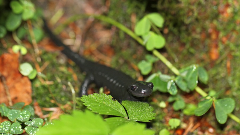 salamandre 3.jpg