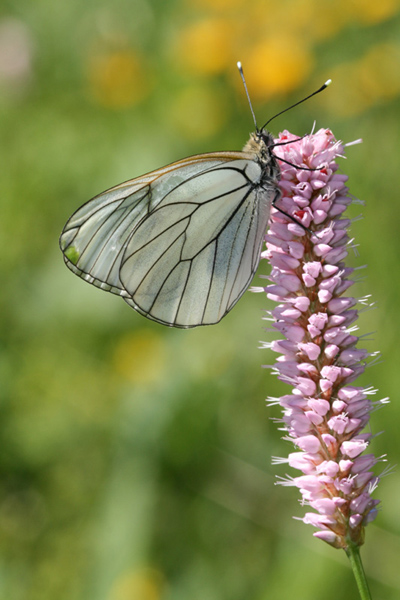 Papillon Savoie 2.jpg
