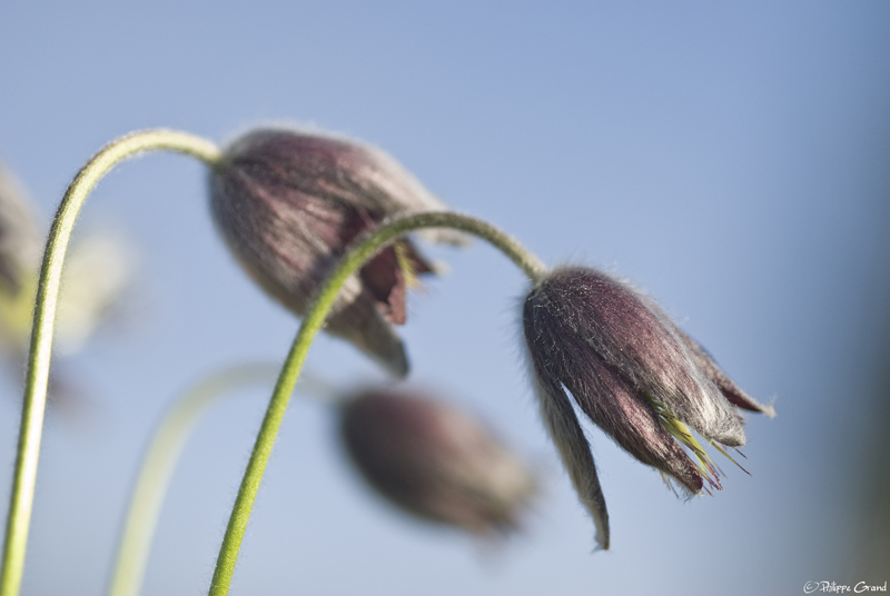 _DSC2188 copie.jpg