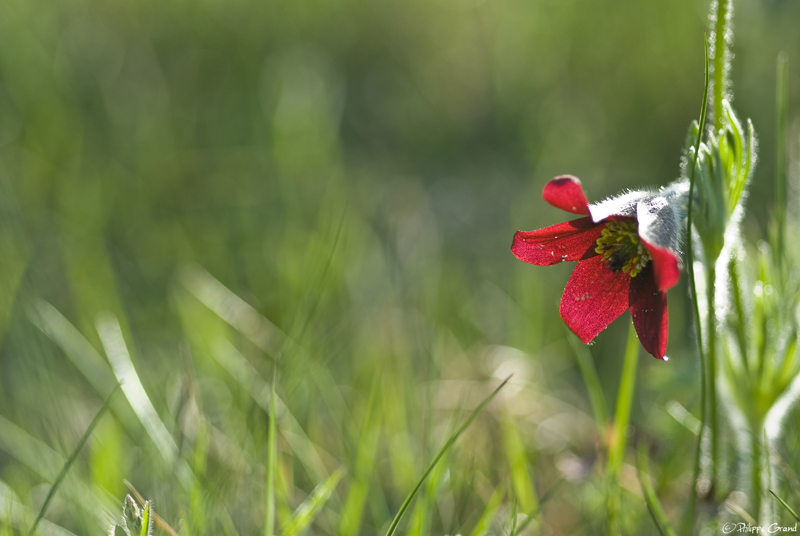 _DSC2166 copie.jpg