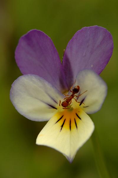 Violette tricolore.jpg