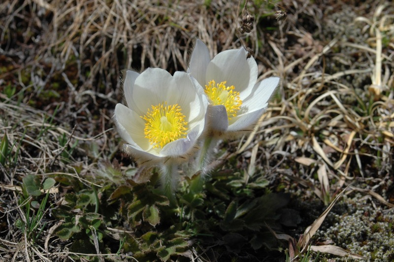 DSC_0068.jpg