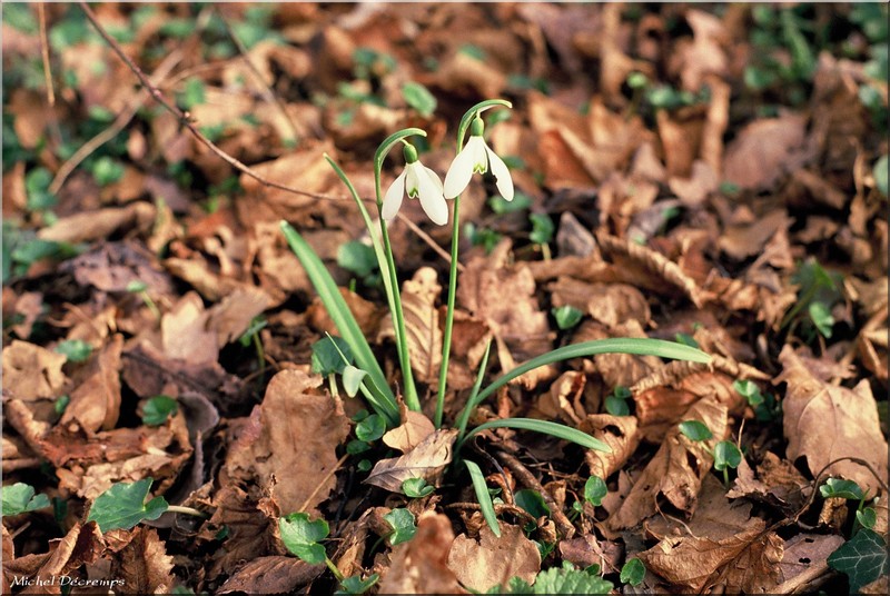 Perces-neige 1.jpg