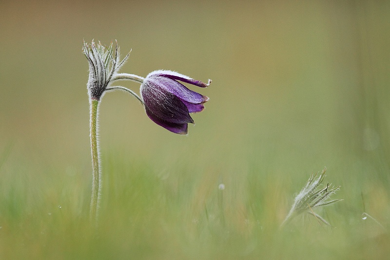 anemone.JPG