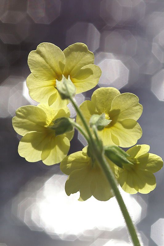 Primevère élévée - CD01 - PICT0979.jpg
