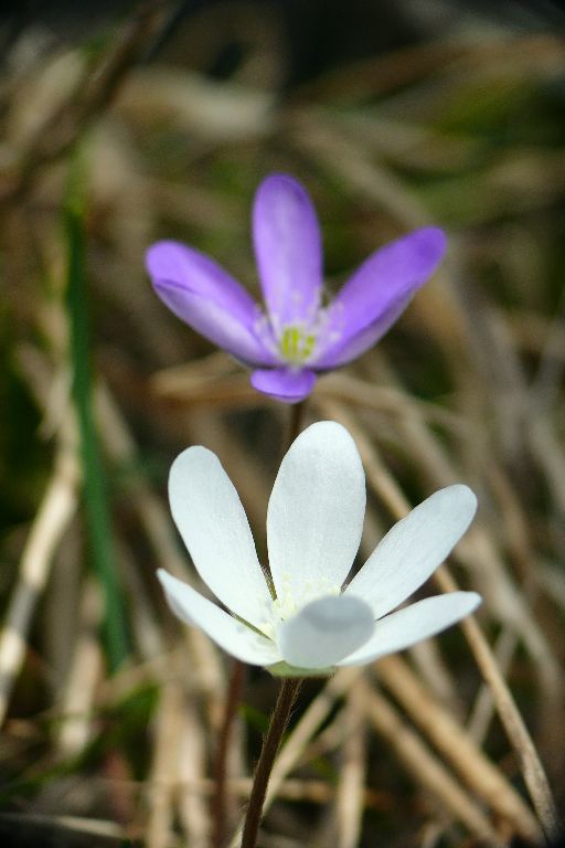 FLEU-1140368.jpg