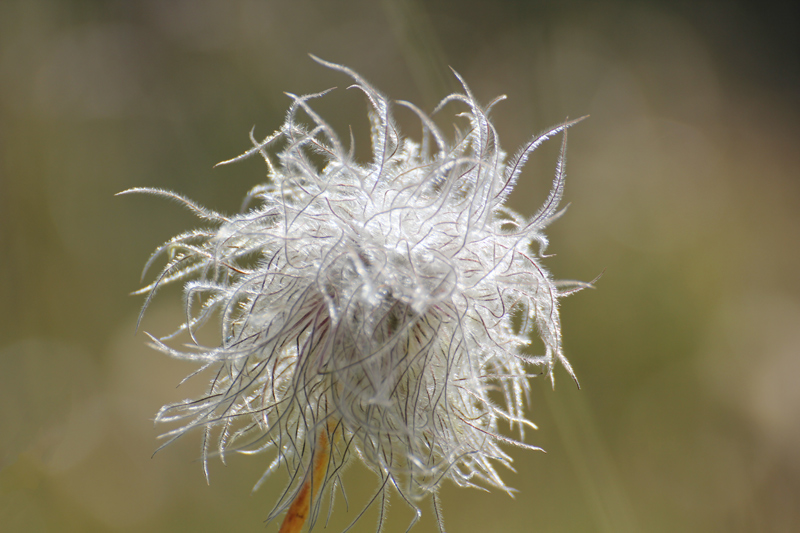 Anemone-des-Alpes.jpg