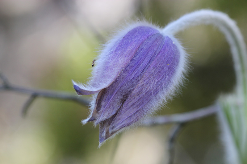 anemone Pulsatille.jpg